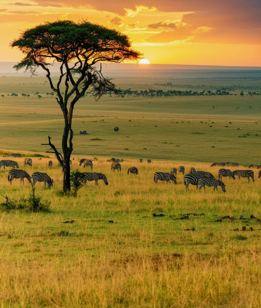 Safari Experience